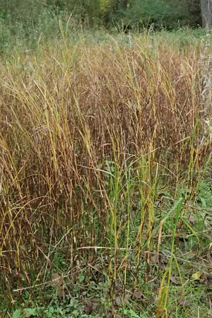 Bolboschoenus yagara ? \ Verkannte Strandsimse / River Bulrush, D Germersheim 16.10.2024