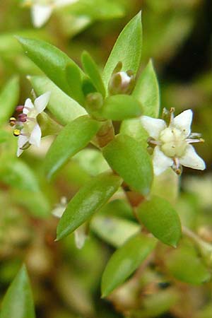 Crassula helmsii \ Nadelkraut, Helms Dickblatt / Swamp Stonecrop, New Zealand Pygmyweed, D Botan. Gar.  Universit.  Mainz 13.9.2008