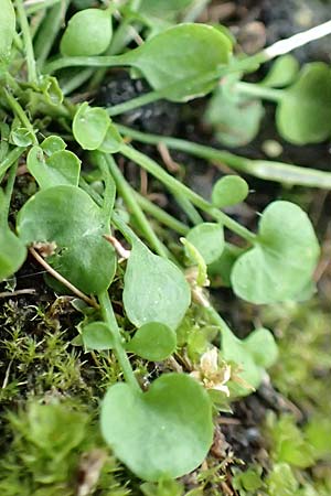 Cardamine corymbosa \ Neuseel�ndisches Schaumkraut, D Mannheim 25.9.2017