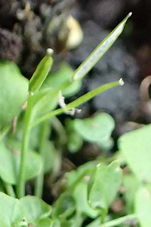 Cardamine corymbosa \ Neuseel�ndisches Schaumkraut, D Mannheim 25.9.2017