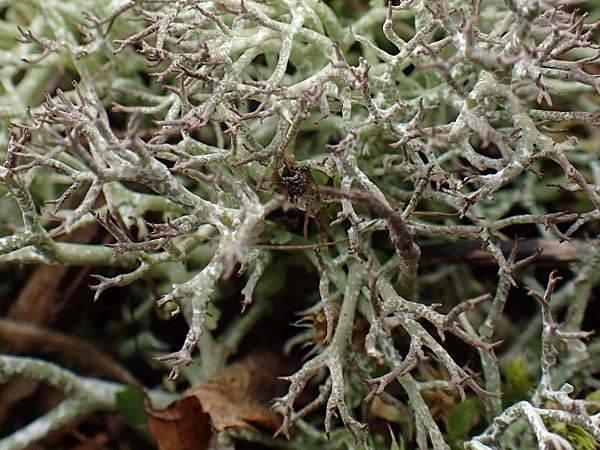 Cladonia rangiformis \ Gesprenkelte Becher-Flechte / Reindeer Moss, D Schwetzingen 13.3.2018