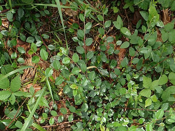 Cotoneaster dielsianus \ Graue Zwergmispel / Chinese Cotoneaster, D Seeheim an der Bergstra&szlig;e 12.6.2019