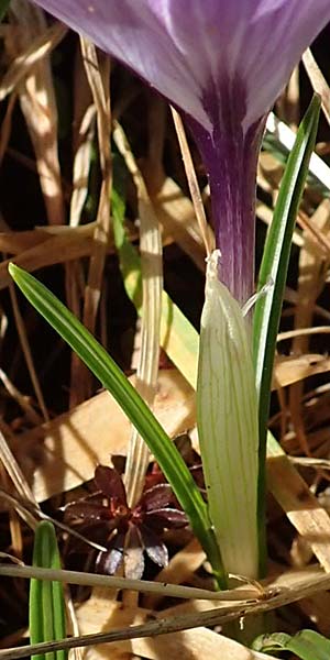Crocus neglectus \ �bersehener Krokus / Neglected Crocus, D Zavelstein 21.2.2020