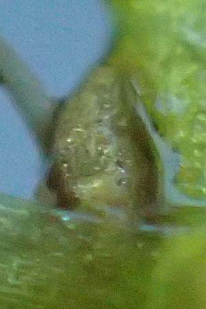 Callitriche spec5 ? \ Wasserstern / Water Starwort, D M&ouml;rfelden-Walldorf 15.8.2021