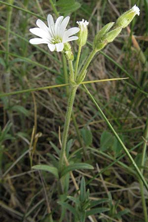 Cerastium arvense \ Acker-Hornkraut, D Sandhausen 23.4.2007