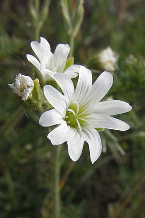 Cerastium arvense \ Acker-Hornkraut, D Sandhausen 23.4.2007