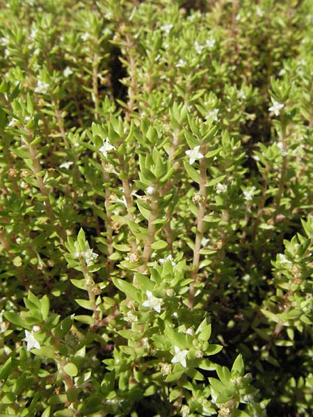 Crassula helmsii \ Nadelkraut, Helms Dickblatt / Swamp Stonecrop, New Zealand Pygmyweed, D Botan. Gar.  Universit.  Mainz 4.8.2007