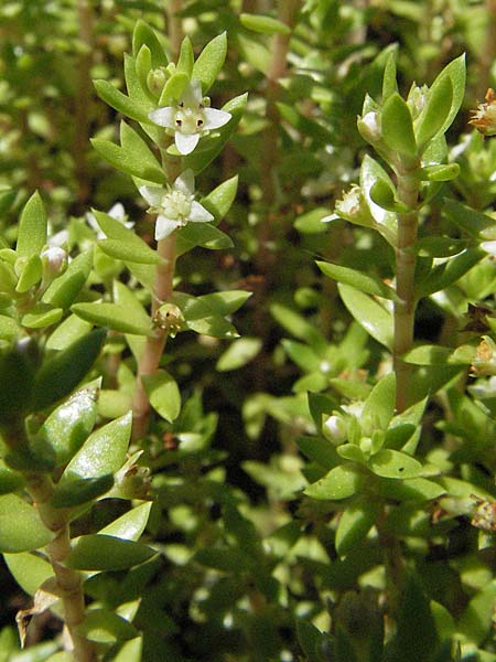 Crassula helmsii \ Nadelkraut, Helms Dickblatt / Swamp Stonecrop, New Zealand Pygmyweed, D Botan. Gar.  Universit.  Mainz 4.8.2007