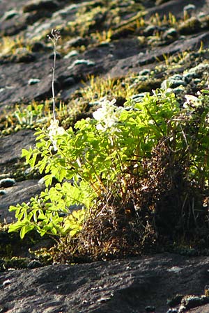 Corydalis alba \ Bla�gelber Lerchensporn / Pale Corydalis, D Heidelberg 3.4.2017