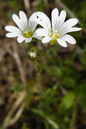 Cerastium arvense \ Acker-Hornkraut, D N&uuml;dlingen 9.5.2015
