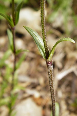 Cerastium arvense \ Acker-Hornkraut, D N&uuml;dlingen 9.5.2015