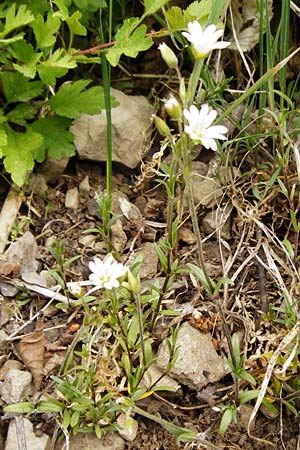 Cerastium arvense \ Acker-Hornkraut, D N&uuml;dlingen 9.5.2015