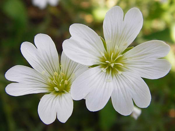 Cerastium arvense \ Acker-Hornkraut, D Fridingen 3.6.2015