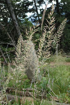 Calamagrostis arundinacea \ Wald-Reitgras / Bunch Grass, D Schwarzwald/Black-Forest, Belchen 22.7.2017