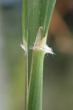Calamagrostis arundinacea \ Wald-Reitgras / Bunch Grass, D Schwarzwald/Black-Forest, Belchen 22.7.2017