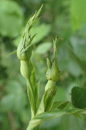 Rosa caesia \ Lederbl�ttrige Rose, Graugr�ne Rose / Northern Dog Rose, D Breuberg 13.5.2018