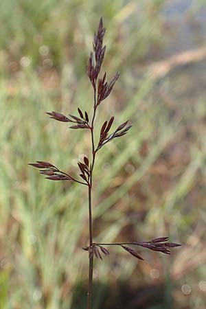 Agrostis stolonifera \ Wei�es Strau�gras, D Konstanz 6.6.2018