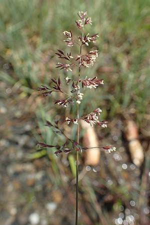 Agrostis stolonifera \ Wei�es Strau�gras, D Konstanz 6.6.2018