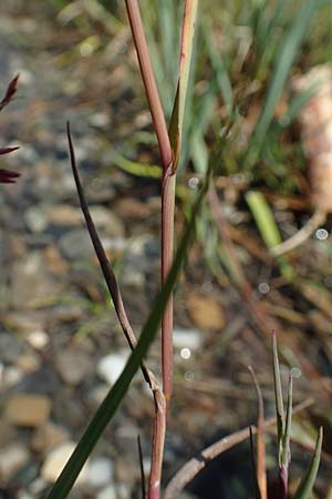 Agrostis stolonifera \ Wei�es Strau�gras, D Konstanz 6.6.2018