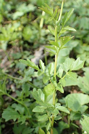 Cardamine amara \ Bitteres Schaumkraut, D Schwaigen-Hinterbraunau 2.5.2019