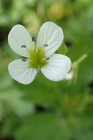 Cardamine amara \ Bitteres Schaumkraut, D Schwaigen-Hinterbraunau 2.5.2019
