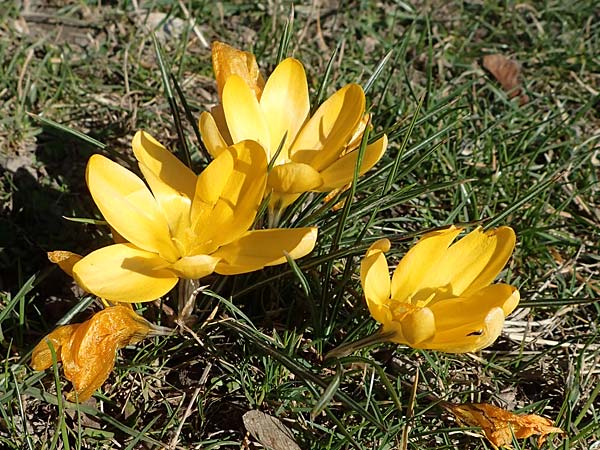 Crocus ancyrensis \ Ankara-Krokus / Ankara Crocus, D Ludwigshafen 24.3.2021