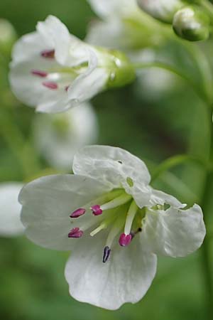 Cardamine amara \ Bitteres Schaumkraut, D Odenwald, W&uuml;nschmichelbach 12.5.2021