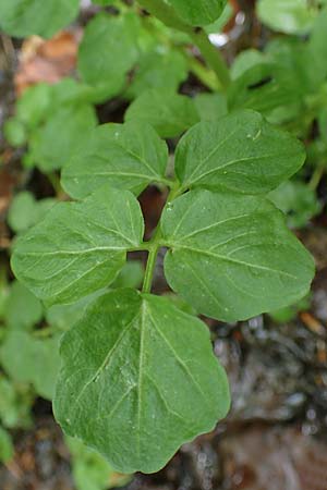 Cardamine amara \ Bitteres Schaumkraut, D Odenwald, W&uuml;nschmichelbach 12.5.2021