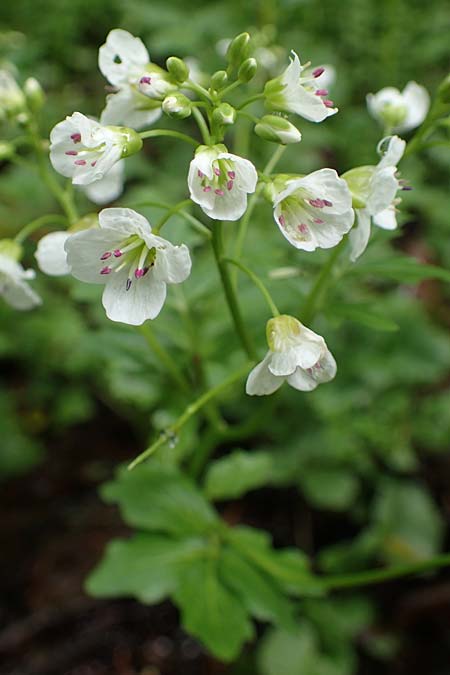Cardamine amara \ Bitteres Schaumkraut, D Odenwald, W&uuml;nschmichelbach 12.5.2021