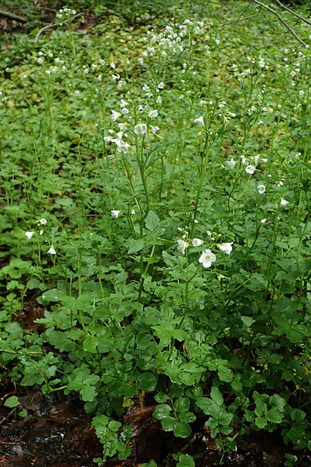 Cardamine amara \ Bitteres Schaumkraut, D Odenwald, W&uuml;nschmichelbach 12.5.2021