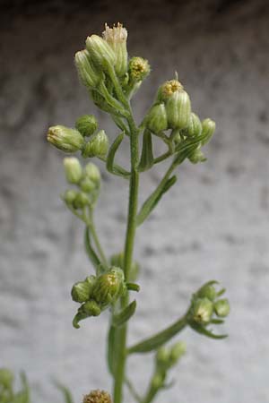 Erigeron sumatrensis \ Sumatra-Katzenschweif, Wei�es Berufkraut / Tall Fleabane, D Mannheim 15.5.2021
