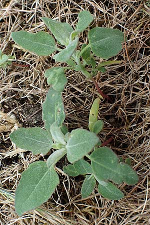 Chenopodium album, Wei&szlig;er G�nsefu�, Wilde Melde
