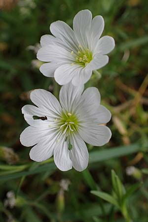 Cerastium arvense \ Acker-Hornkraut, D Hockenheim 8.6.2021
