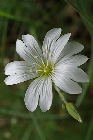 Cerastium arvense, Acker-Hornkraut