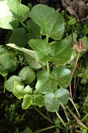 Cardamine corymbosa \ Neuseel�ndisches Schaumkraut, D Mannheim 31.10.2022