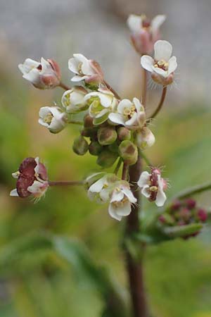Capsella ascendens \ Aufsteigendes Hirtent�schel, D M&uuml;nster 16.4.2023