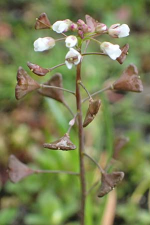 Capsella ascendens \ Aufsteigendes Hirtent�schel, D Aachen 17.4.2023