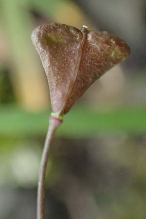 Capsella ascendens \ Aufsteigendes Hirtent�schel, D Aachen 17.4.2023