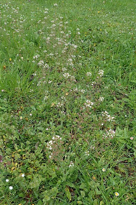 Capsella ascendens \ Aufsteigendes Hirtent�schel, D Aachen 17.4.2023