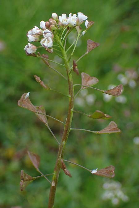 Capsella ascendens \ Aufsteigendes Hirtent�schel, D Aachen 17.4.2023