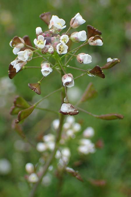 Capsella ascendens \ Aufsteigendes Hirtent�schel, D Aachen 17.4.2023