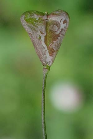 Capsella ascendens \ Aufsteigendes Hirtent�schel, D Aachen 17.4.2023