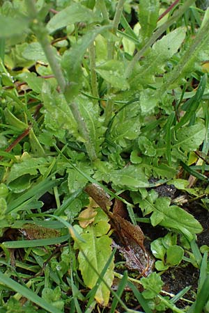Capsella ascendens \ Aufsteigendes Hirtent�schel, D Aachen 17.4.2023