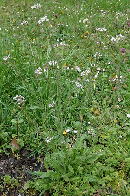 Capsella ascendens \ Aufsteigendes Hirtent�schel, D Aachen 17.4.2023