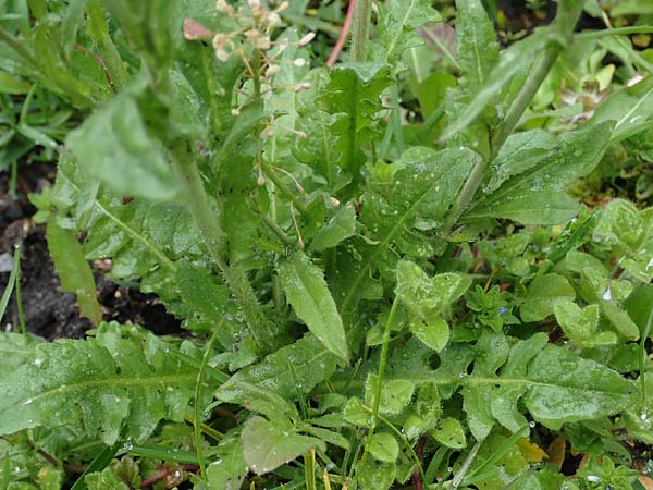 Capsella ascendens \ Aufsteigendes Hirtent�schel, D Aachen 17.4.2023