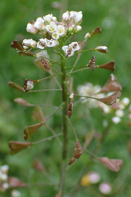 Capsella ascendens \ Aufsteigendes Hirtent�schel, D Aachen 17.4.2023