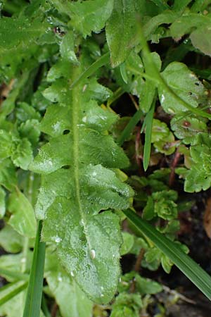 Capsella ascendens \ Aufsteigendes Hirtent�schel, D Aachen 17.4.2023