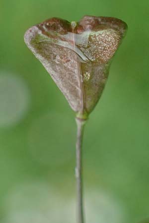 Capsella ascendens \ Aufsteigendes Hirtent�schel, D Aachen 17.4.2023