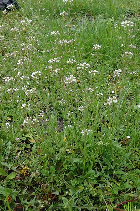 Capsella ascendens \ Aufsteigendes Hirtent�schel, D Aachen 17.4.2023