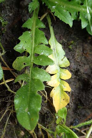 Capsella ascendens \ Aufsteigendes Hirtent�schel, D Aachen 17.4.2023